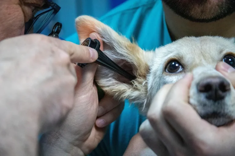 Programa Guardiões do São Francisco – Saúde animal em movimento
