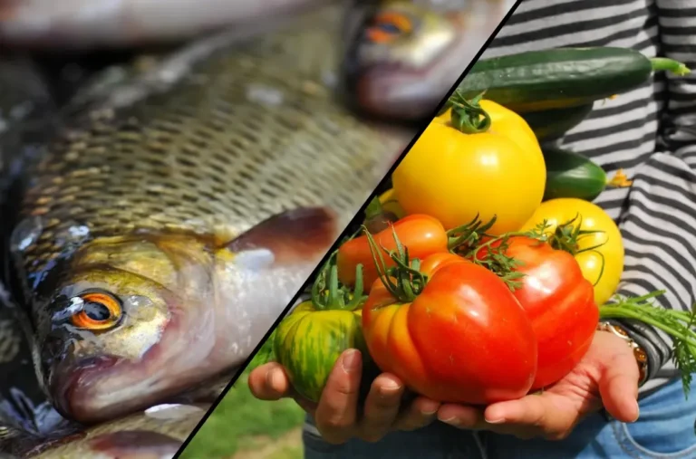 Programa Peixe de Quintal São Francisco – Sisteminha de piscicultura integrada para segurança alimentar