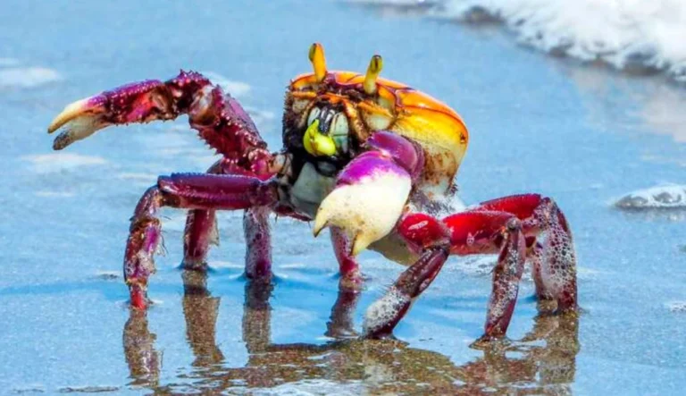 Caranguejo-uçá: IMA/AL alerta sobre o período de defeso em Alagoas